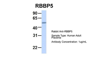 RBBP5 Antibody