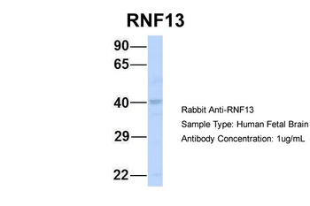 RNF13 Antibody