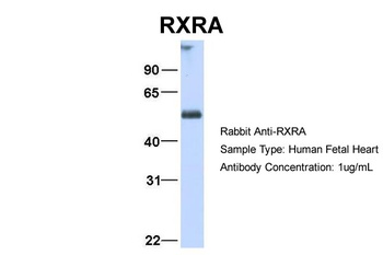 RXRA Antibody