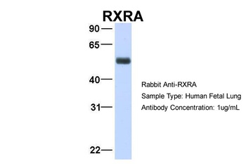 RXRA Antibody