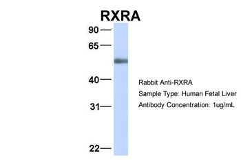 RXRA Antibody