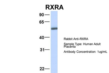RXRA Antibody