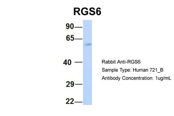 RGS6 Antibody