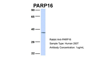 PARP16 Antibody