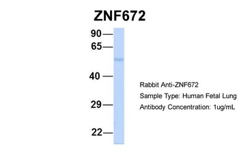 ZNF672 Antibody