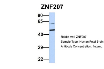 ZNF207 Antibody