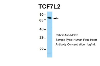 TCF7L2 Antibody