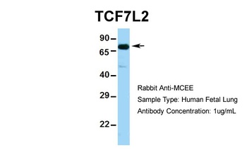 TCF7L2 Antibody