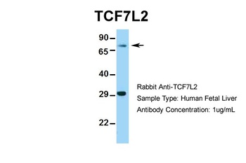 TCF7L2 Antibody