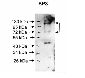 SP3 Antibody