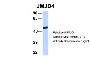 JMJD4 Antibody