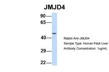 JMJD4 Antibody