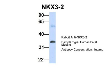NKX3-2 Antibody
