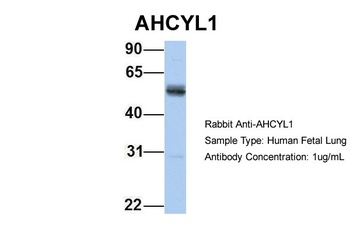 AHCYL1 Antibody