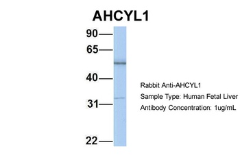 AHCYL1 Antibody