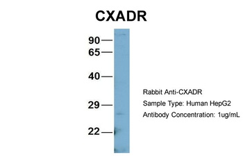 CXADR Antibody