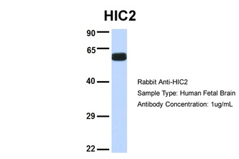 HIC2 Antibody
