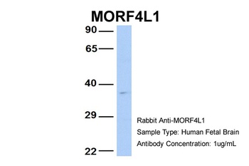 MORF4L1 Antibody