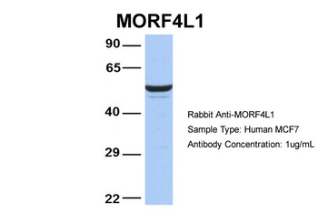 MORF4L1 Antibody