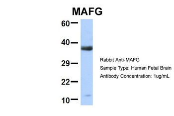 MAFG Antibody