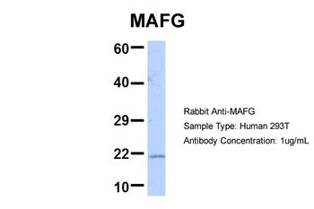 MAFG Antibody