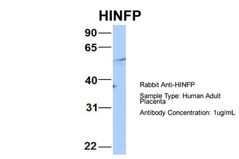 HINFP Antibody