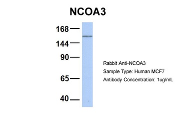 NCOA3 Antibody