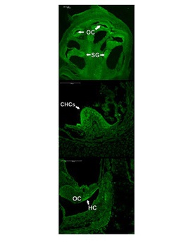 ATOH1 Antibody