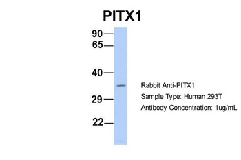 PITX1 Antibody