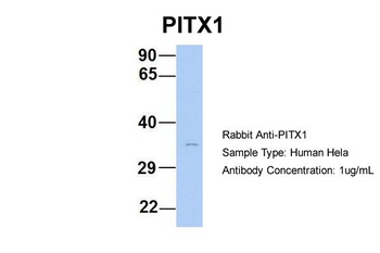 PITX1 Antibody