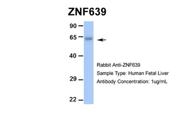 ZNF639 Antibody