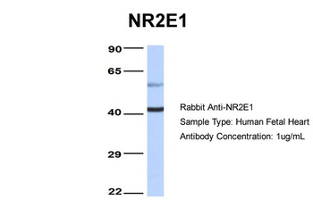 NR2E1 Antibody