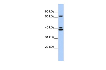 GATA6 Antibody