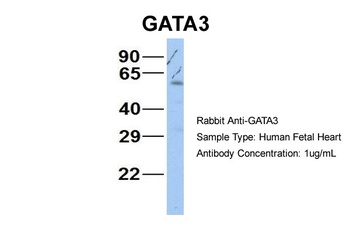 GATA3 Antibody