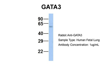 GATA3 Antibody