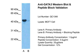 GATA3 Antibody