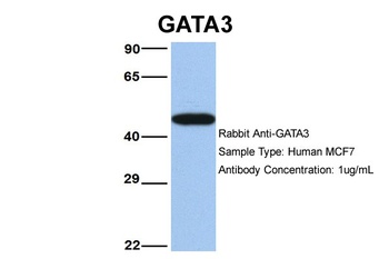 GATA3 Antibody