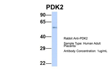 PDK1 Antibody