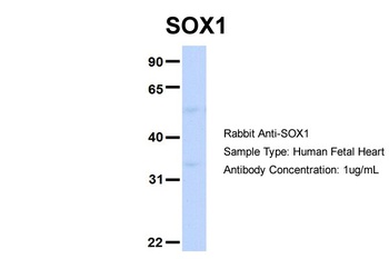 SOX1 Antibody