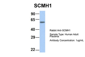 SCMH1 Antibody
