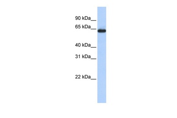 SLC34A3 Antibody