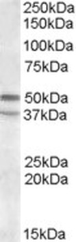 PIKE Antibody