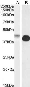 F2R Antibody