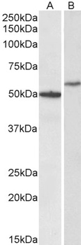 VPS16 Antibody