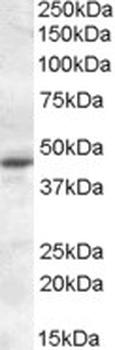 SCARB2 Antibody