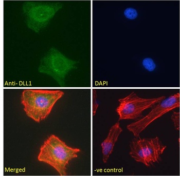 CST3 Antibody
