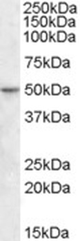 PON1 Antibody