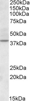 DLL1 Antibody