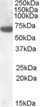 DLL1 Antibody