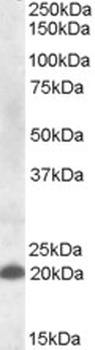 DLX5 Antibody